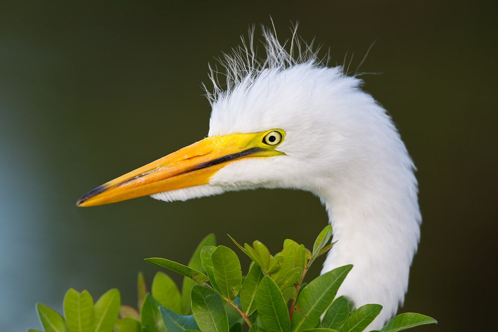Great-Egret-Chick-with-green-leafs-and-dark-bkgd_M7E9116,-Gatorland,-Orlando,-FL.jpg