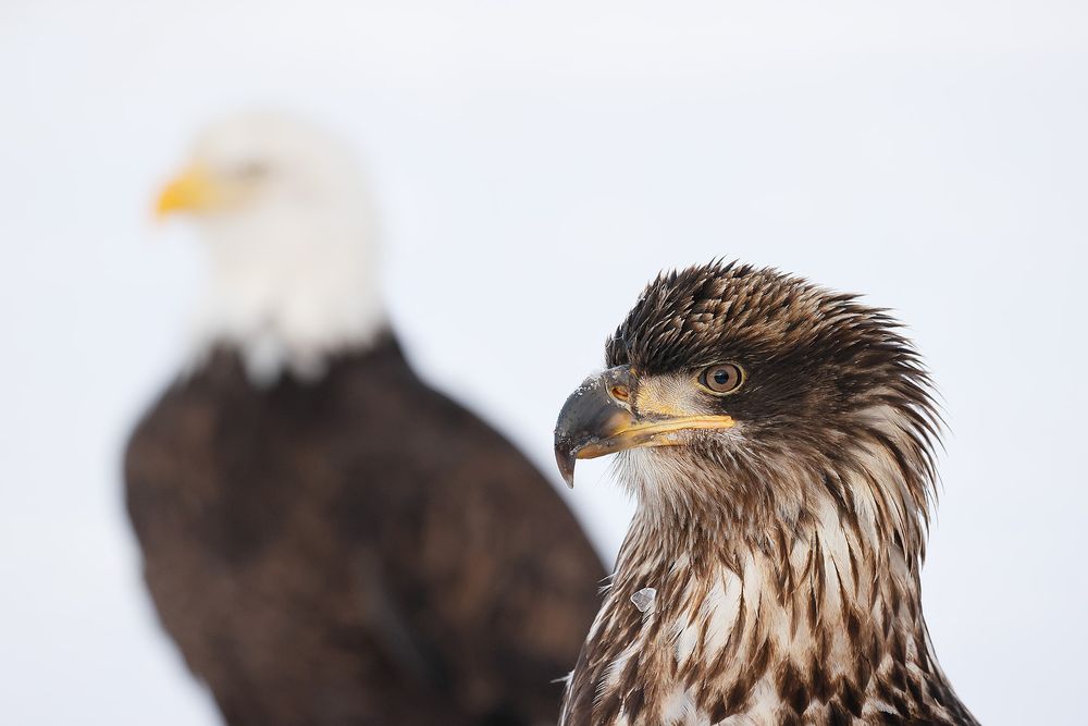 Bald eagle juvenile and adult juxtaposition_95I4395-Kachemak Bay, Kenai Peninsula, AK, USA.jpg