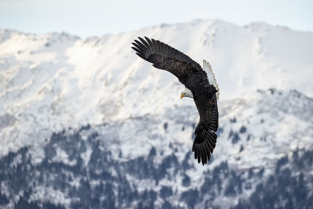 Bald eagle banking in front of snow covered moutains_95I4621-Kachemak Bay, Kenai Peninsula, AK, USA.jpg
