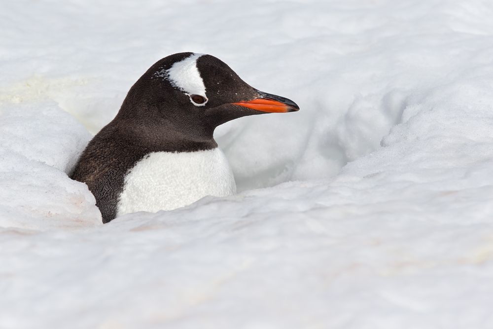 Gentoo-Penguin-hidden-with-nest-in-the-snow_E7T4810-Brown-Bluff,-Antarctica.jpg