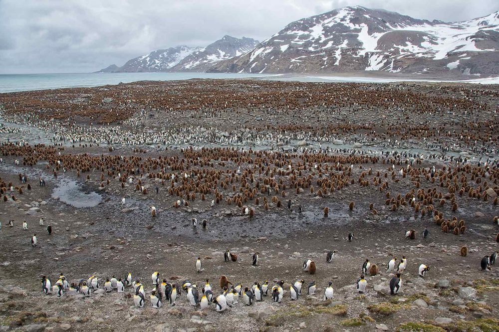 King-Penguin-breeding-colony-overview-from-up-on-ridge_E7T0632-St.jpg