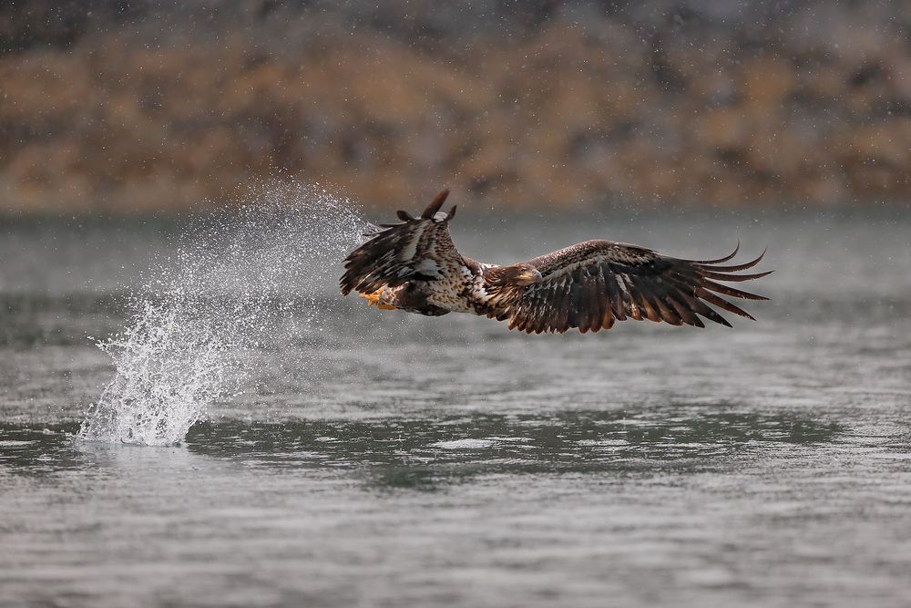 Bald-eagle-immature-catching-fish_B8R9305-Kachemak-Bay,-Homer,-Alaska,-USA.jpg
