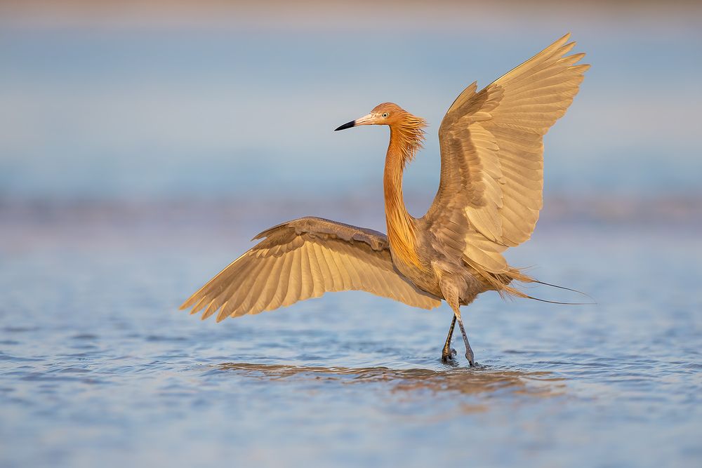 Reddish-egret-dancing-in-late-light_F7A8593-Fort-de-Soto,-Tierra-Verde,-FL,-USA.jpg
