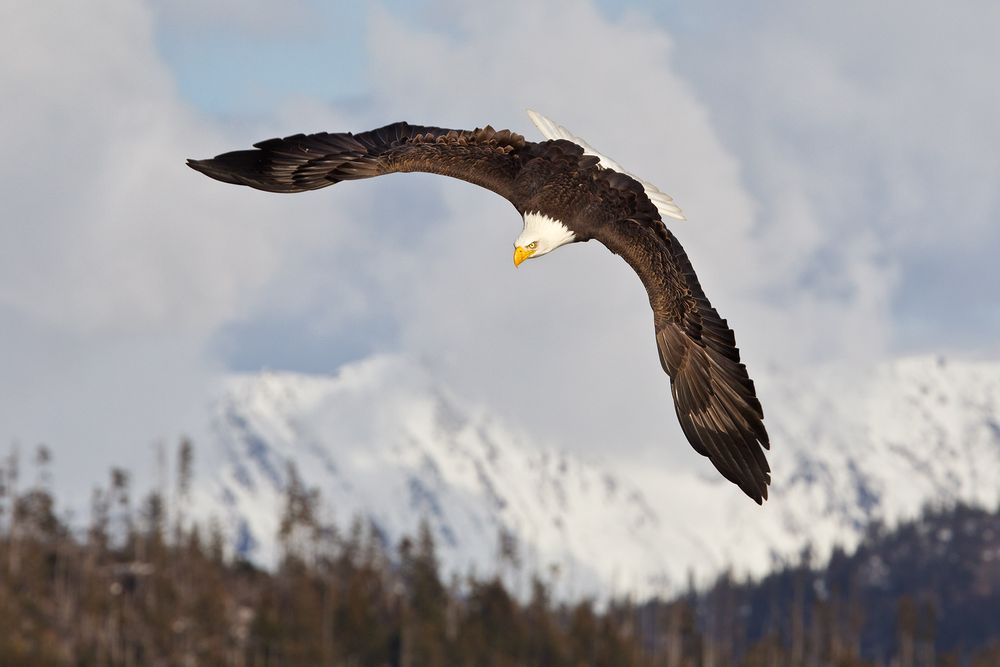 Bald-eagle-top-view-with-mountain-bkgd-Nik-filters_E07G6510-Homer,-AK.jpg