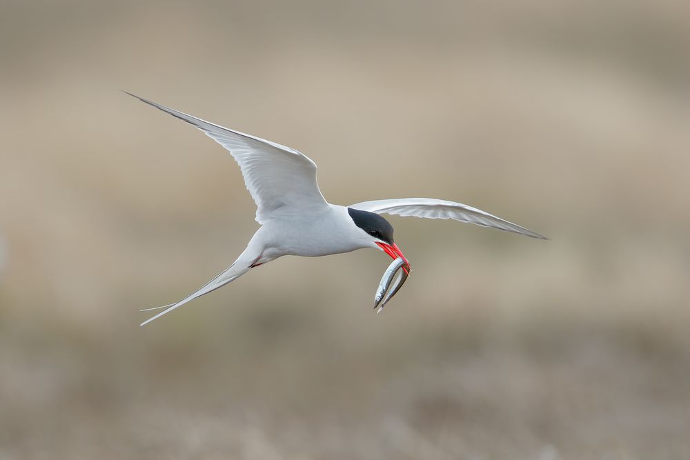 Arctic-tern-flying-with-pipe-fish_44A2195-Ytri-Tunga,-West-Iceland.jpg
