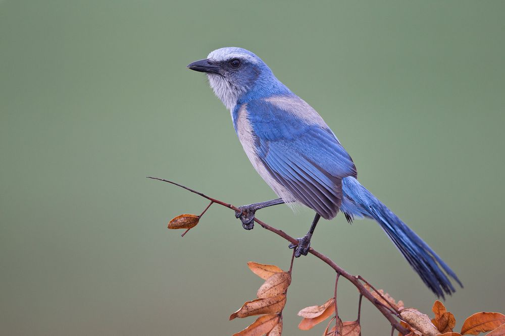 Scrub-Jay-sitting-on-perch-with-braun-leafs_M7E2095-Cape-Coral,-FL.jpg