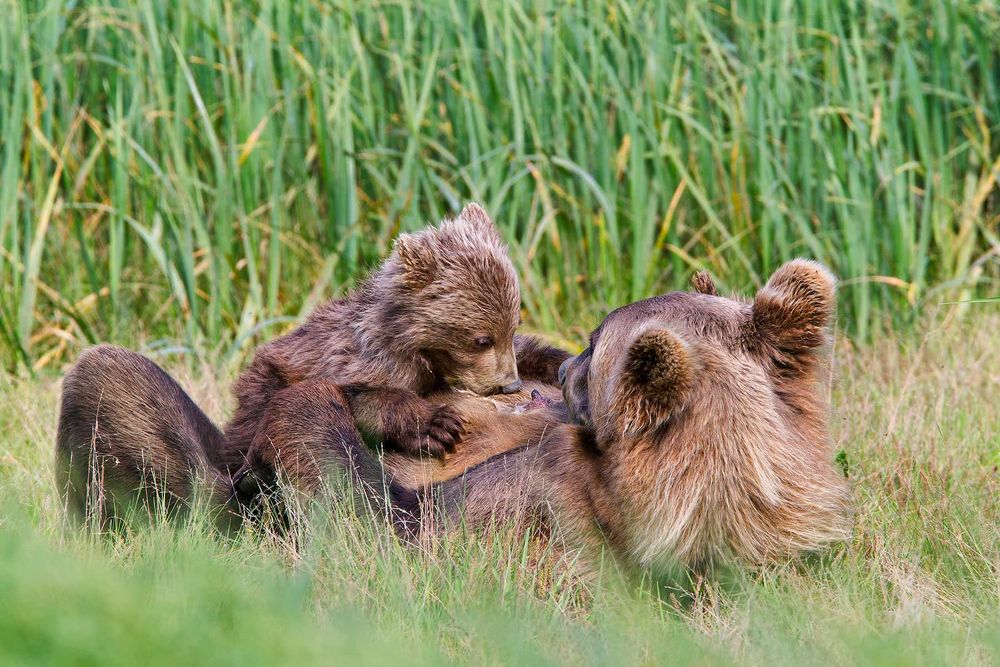Brown-bear-sow-and-cub-nursing_M7E8257-Geographic-Harbor,-Katmai-National-Park,-AK.jpg