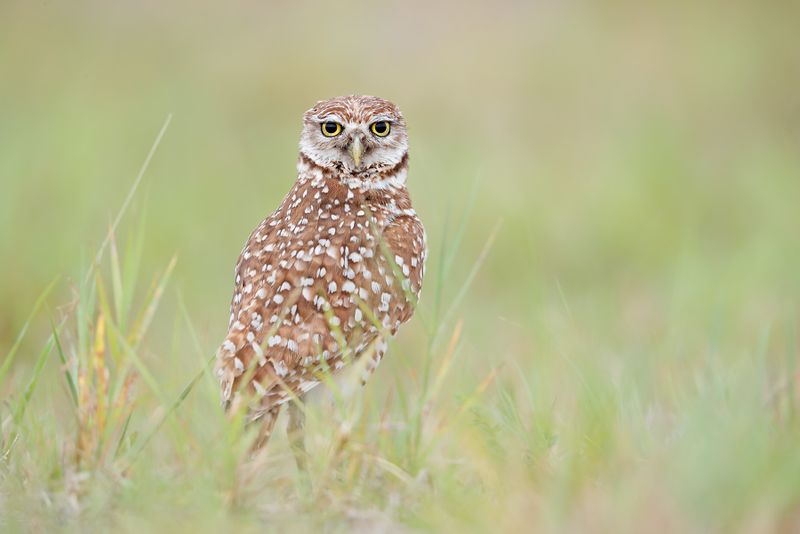 Redmy-Cortado - The Brass Owl