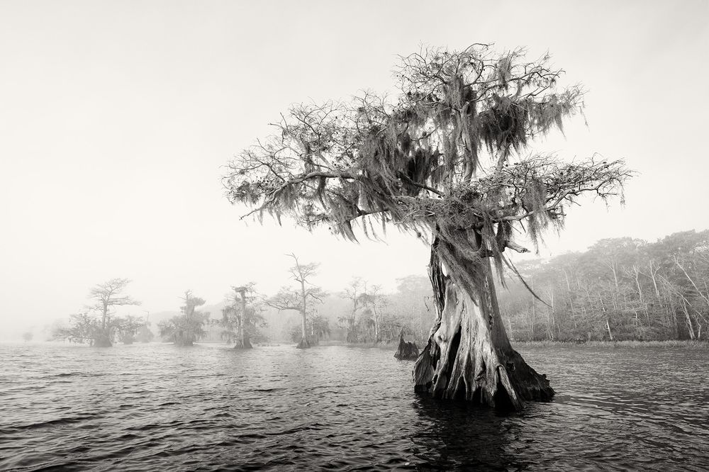 Cypress tree in the lake_B&W_S6A0160-Lake Blue Cypress, FL, USA.jpg