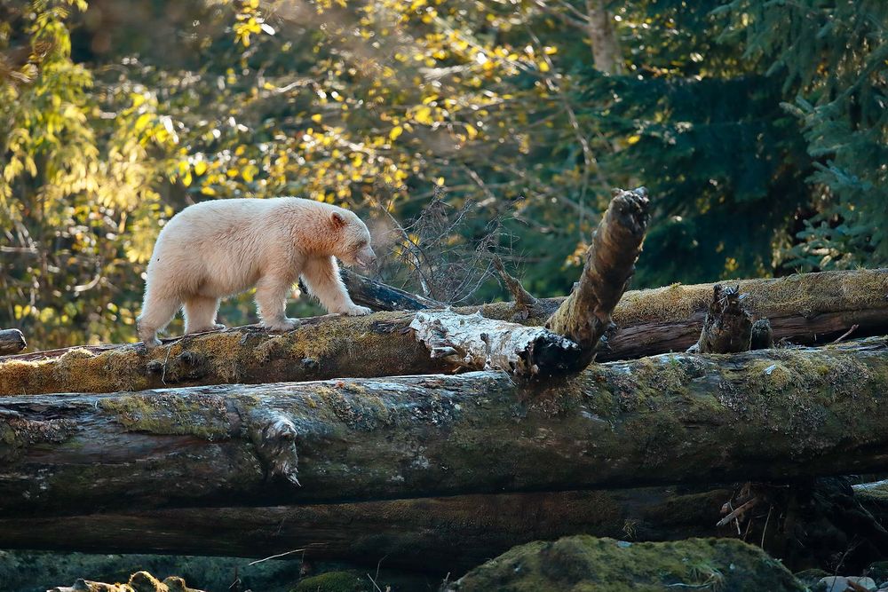Spirit-bear-walking-across-on-logs_E7T4315-Gribbell-Island,-British-Columbia,-Canada,.jpg