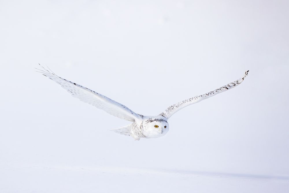 Snowy-owl-flying-low_F0A4730.jpg