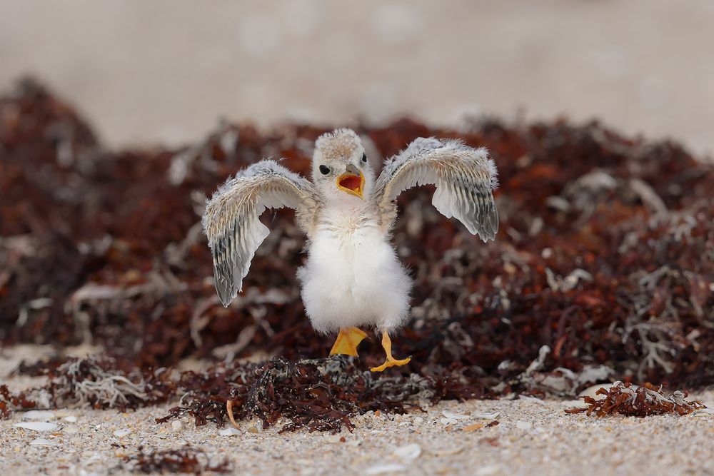 Least-tern-chick-running-on-seaweed_F0A5794-Pompano-Beach,-Florida,-USA.jpg
