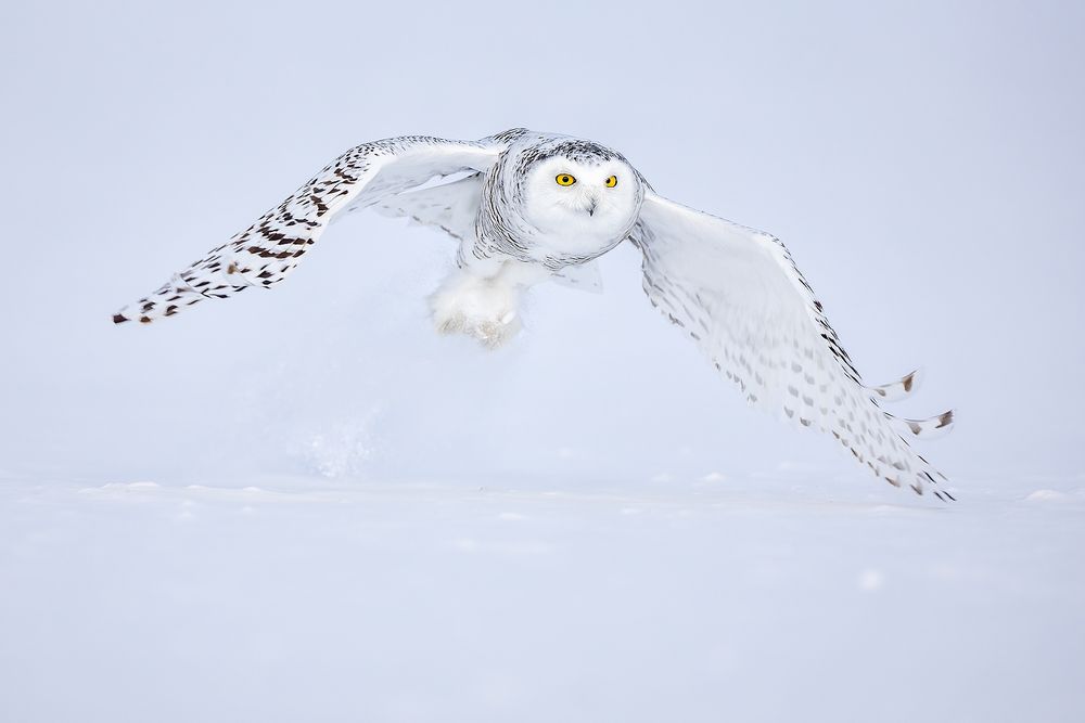 Snowy-owl-wings-foward_F7A3428.jpg
