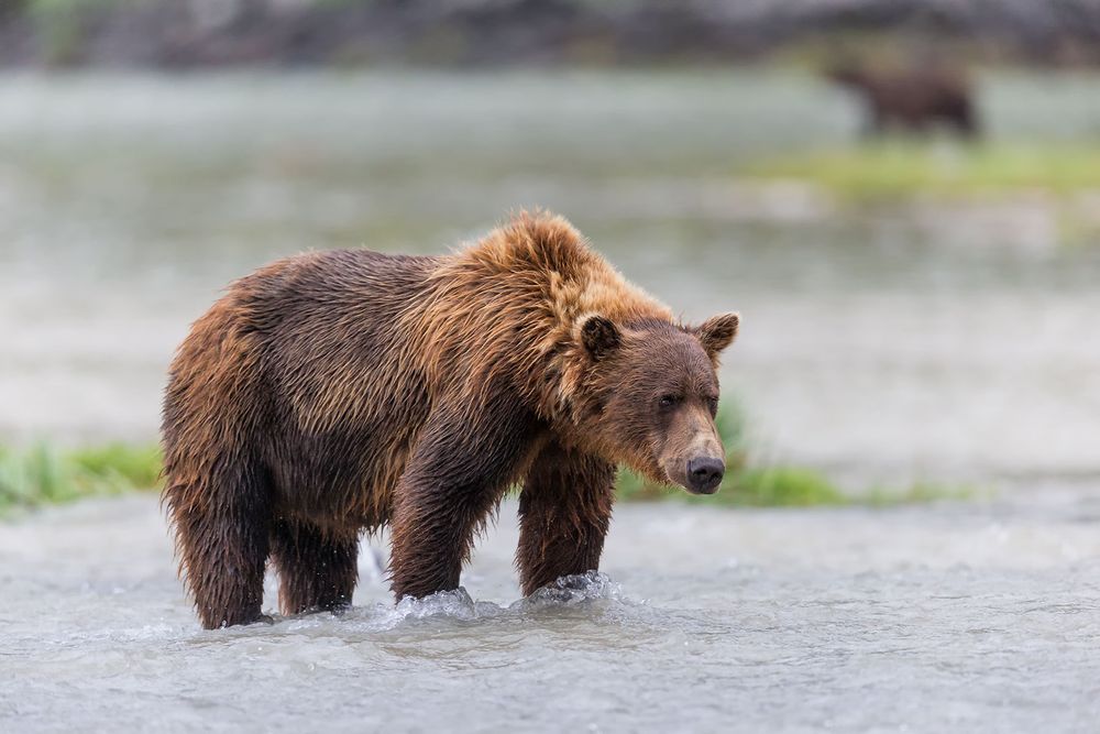 Coastal-brown-bear-staring-down-the-river_B8R2599-Geographic-Harbour,-Katmai-NP,-Alaska.jpg