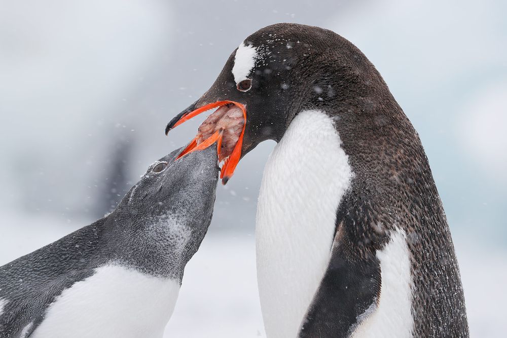 Gentoo-penguin-feeding-krill-to-chick_A3I7604-Brown-Bluff,-Antarctica.jpg