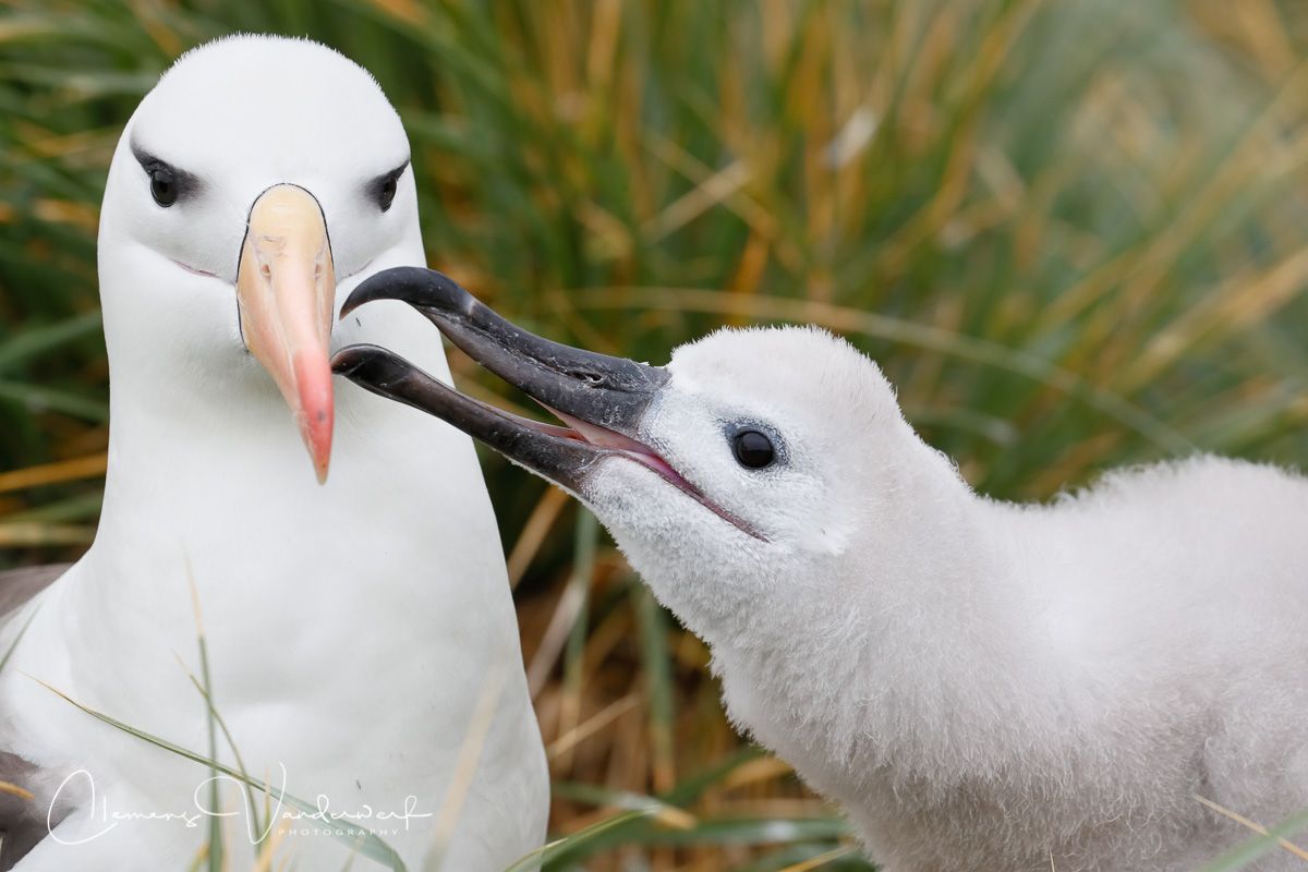 black-browed-albatros-feeding-chick_a3i3101-west-point-island-falklands.jpg
