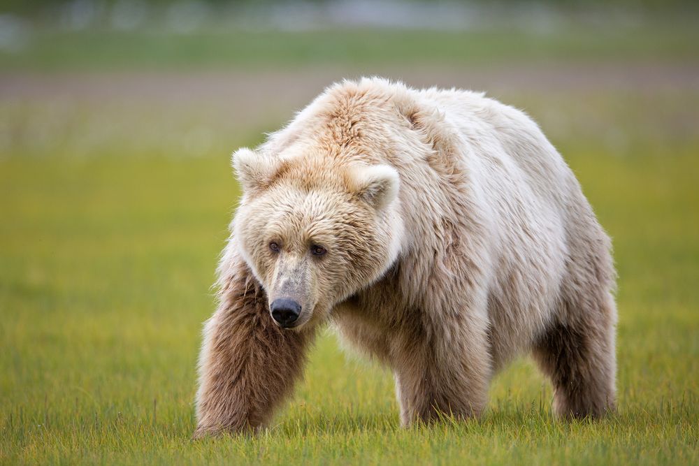 Coastal Brown Bear blond standing in green meadow_W7C0120-Hallo Bay, Katmai NP, AK.jpg