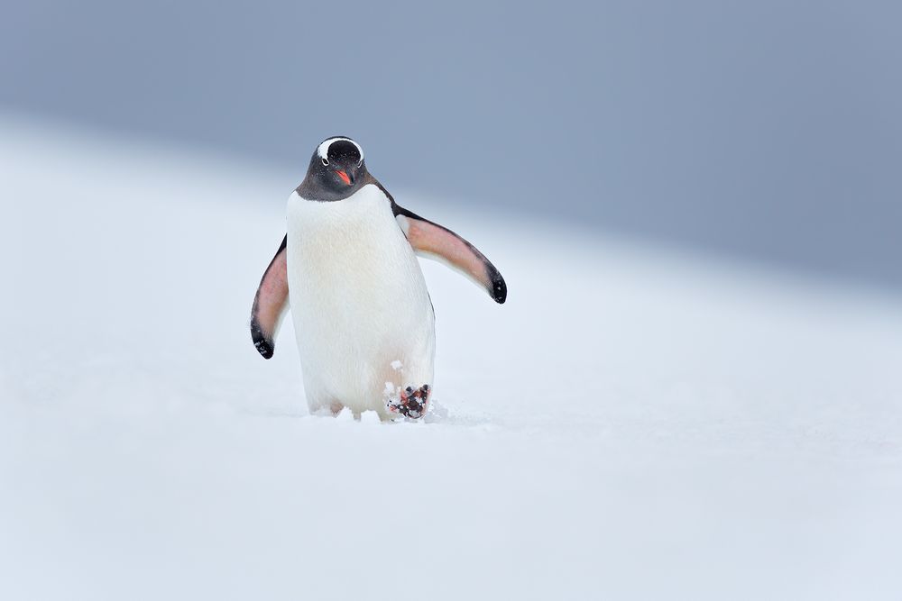 Gentoo-Penguin-walking-through-the-snow_S6A9803-Yankee-Harbor,-South-Shetland-Islands,-Antarctica.jpg