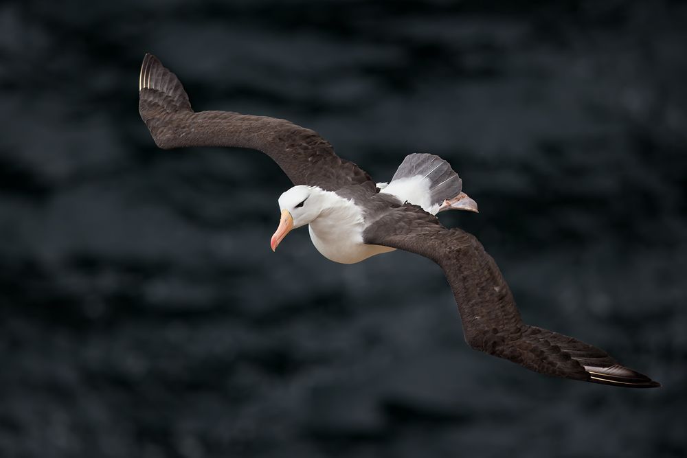 Black-browed-Albatross-in-flight-against-rock-face_E7T6451-New-Island,-Falkland-Islands.jpg