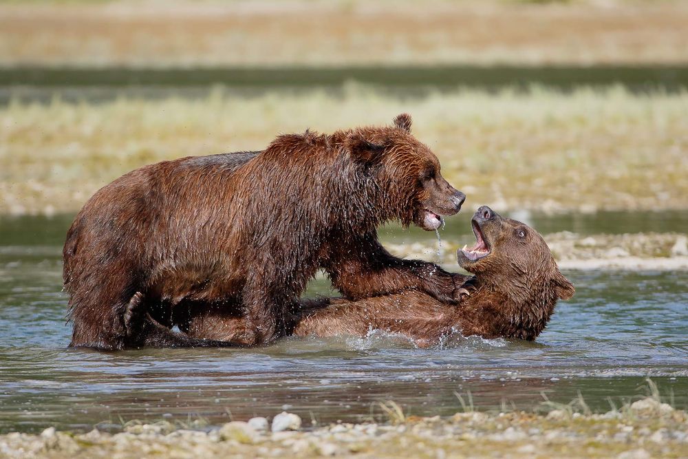 Coastal-Brown-bears-playing_44A0316-Geographic-Harbor,-Katmai-National-Park-&-Preserve,-Kodiak,-AK,-USA.jpg