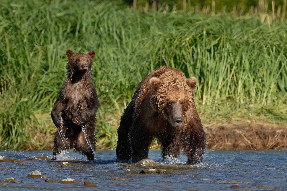 Coastal-Brown-bear-and-cub-in-river_44A1364-Geographic-Harbor,-Katmai-National-Park-&-Preserve,-AK,-USA.jpg