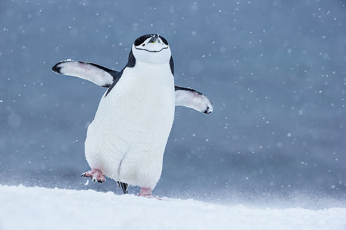 clemensvanderwerf_chinstrap-penguin-happy-feet_polar-passion.jpg