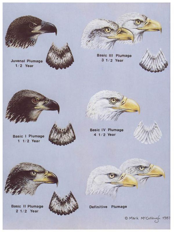 Bald Eagle Age Chart