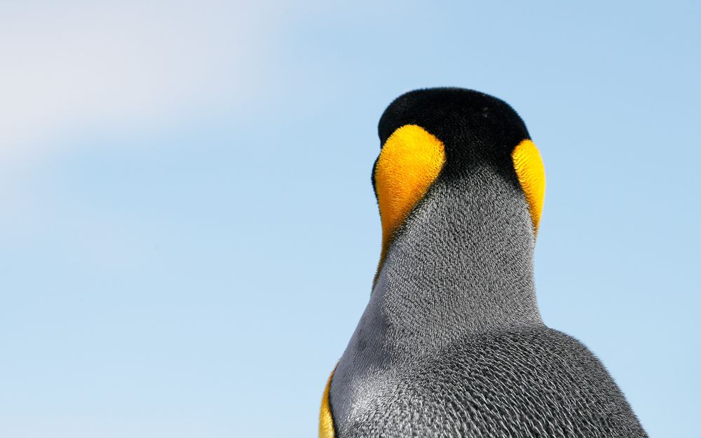 King penguin abstract_A3I5407-Salisbury Plain, Bay of Isles, South Georgia Island.jpg