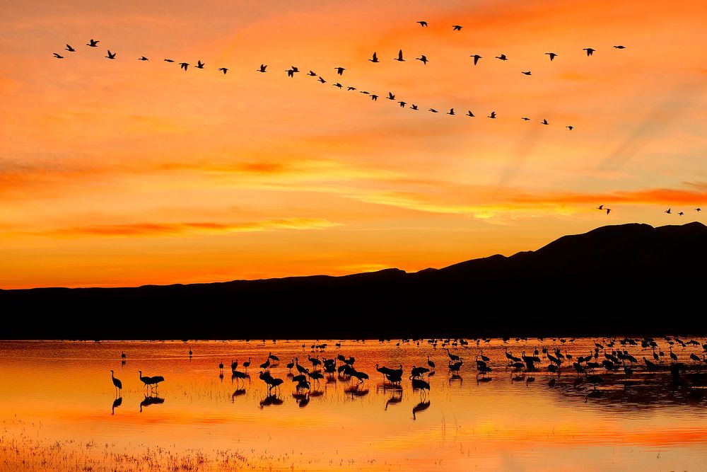 Sunset-with-orange-sky-at-the-crane-pool_E7T4060-Bosque-del-Apache-NWR,-San-Antonio,-NM,-USA.jpg