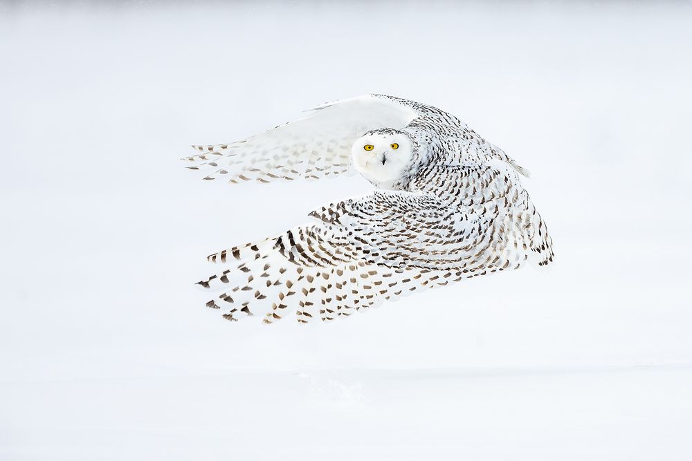 Snowy-owl-wings-forward-looking-back_F7A6490.jpg