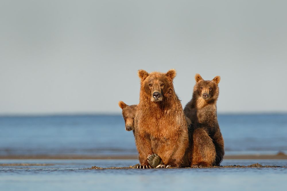 Coastal-Brown-bear-sow-and-cubs_44A1680-Hallo-Bay,-Katmai-National-Park-&-Preserve,-AK,-USA.jpg