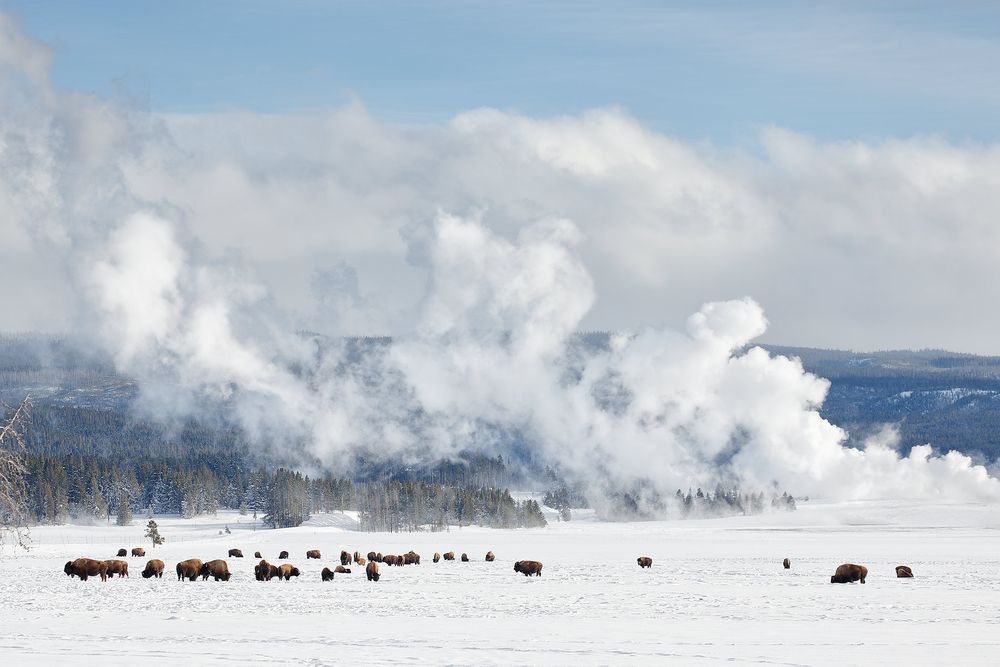 Bison-grazing-with-geyser-steam_S6A6035-Yellowstone-National-Park,-WY,-USA.jpg