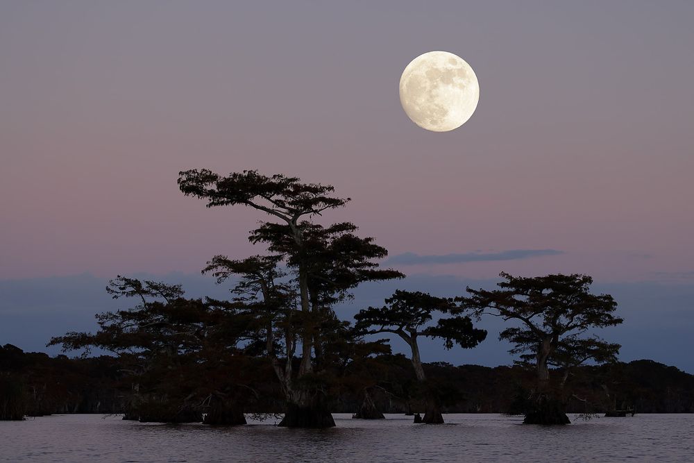 Cypress-trees-with-moon-rising_F0A3471.jpg