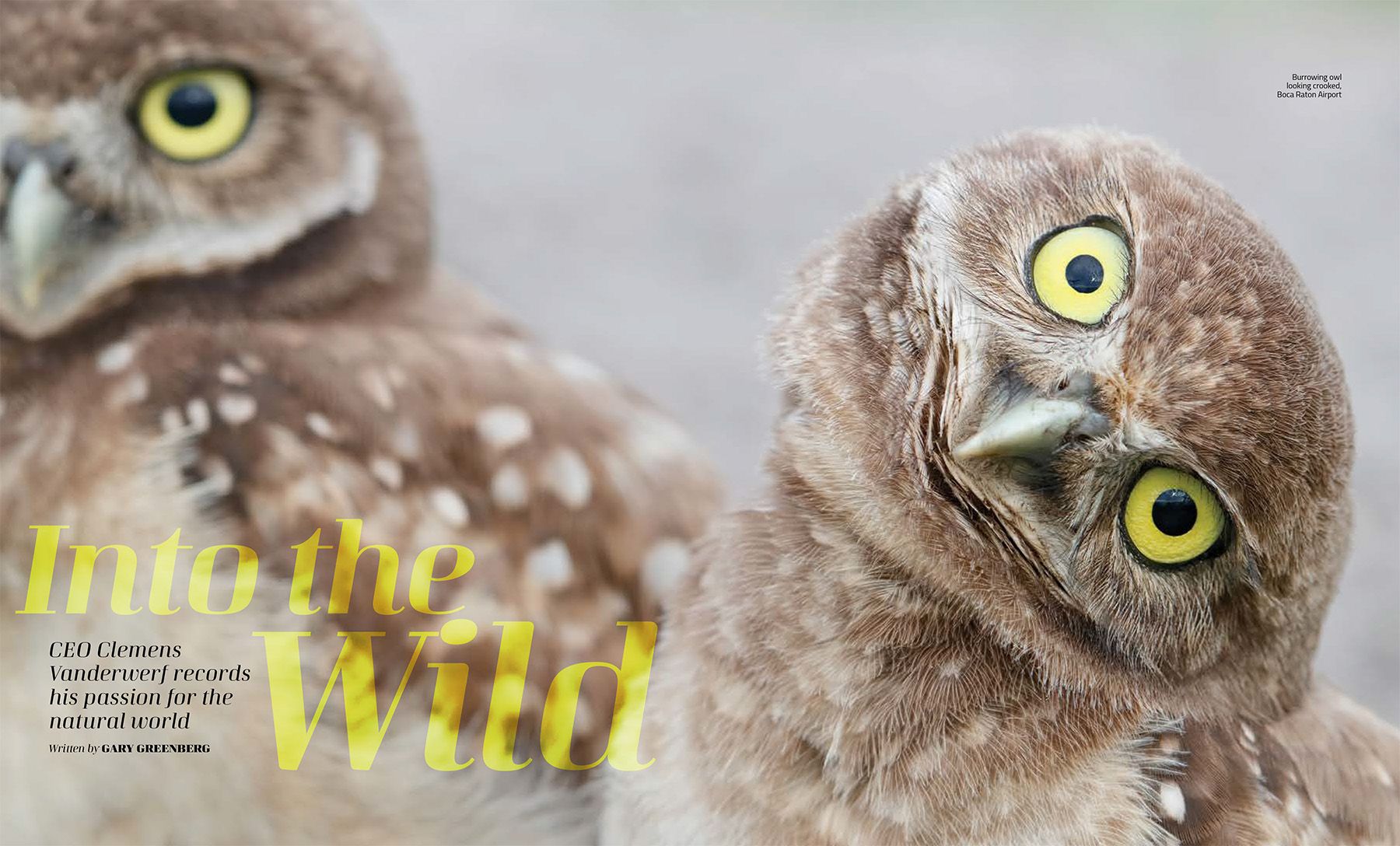 Clemens Van der Werf Burrowing Owls
