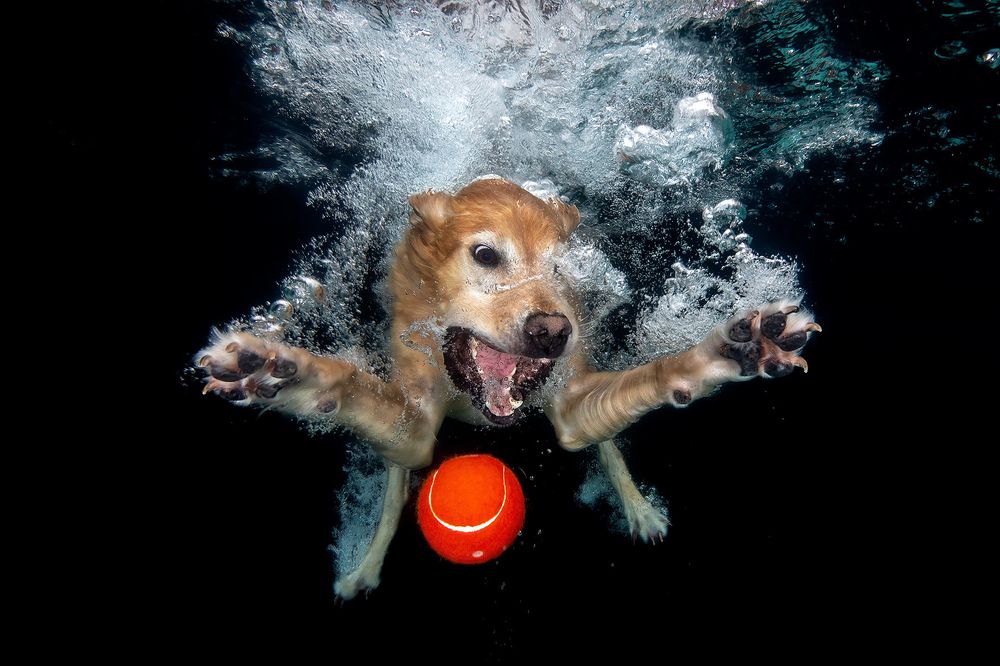 Toby-underwater-with-red-ball_83A9396-Dover,-FL,-USA.jpg
