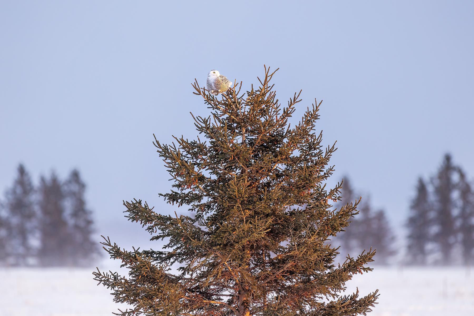 Snowy-owl-on-top-of-pine-tree_F0A4405.jpg