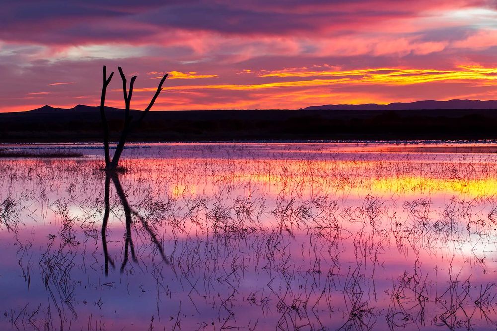 Purple-sunrise-over-the-main-pond-23100018-Bosque-del-Apache-NWR,-San-Antonio,-NM.jpg