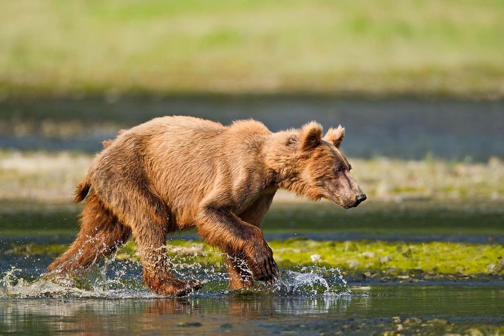Brown-bear-cub-walking-through-water-with-splash_M7E1058-Geographic-Harbor,-Katmai-National-Park,-AK.jpg