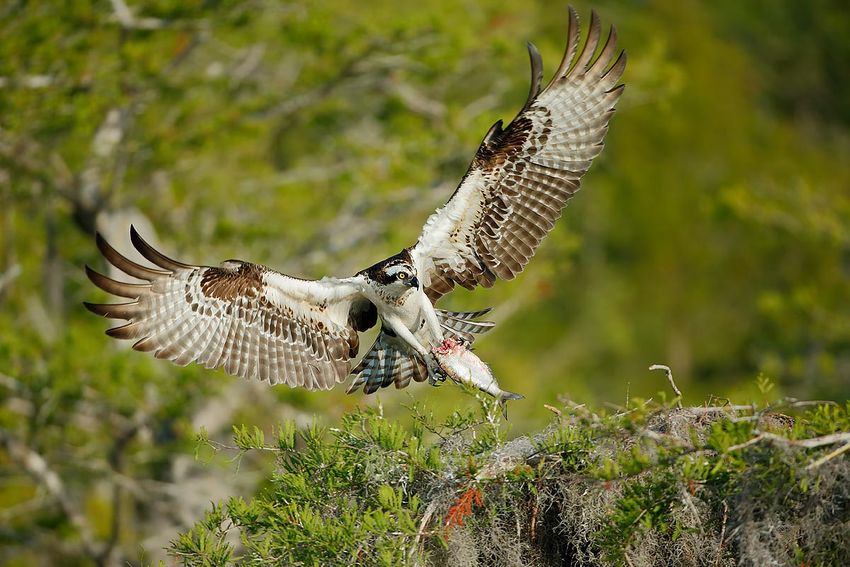 osprey-landing-on-nest-with-fish_e7t0892-lake-blue-cypress-fl-usa.jpg