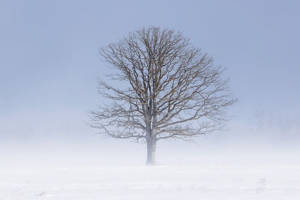 Lone-tree-in-snow-drift_F0A4012.jpg