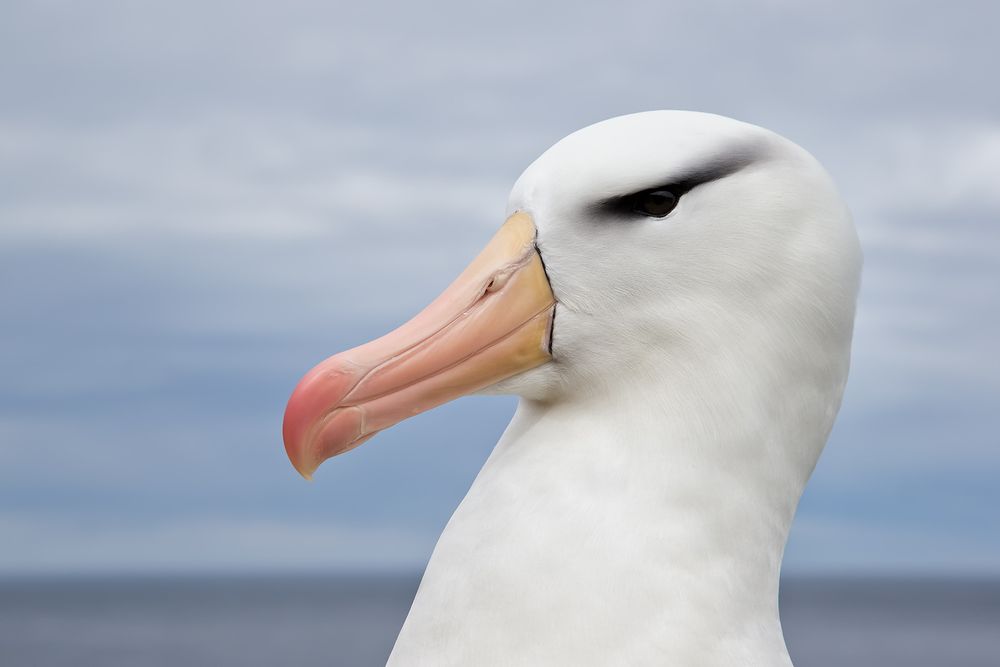 Black-browed-Albatross-head-portrait-against-blue-sky-and-sea_E7T4827-Steeple-Jason,-Falkland-Islands.jpg