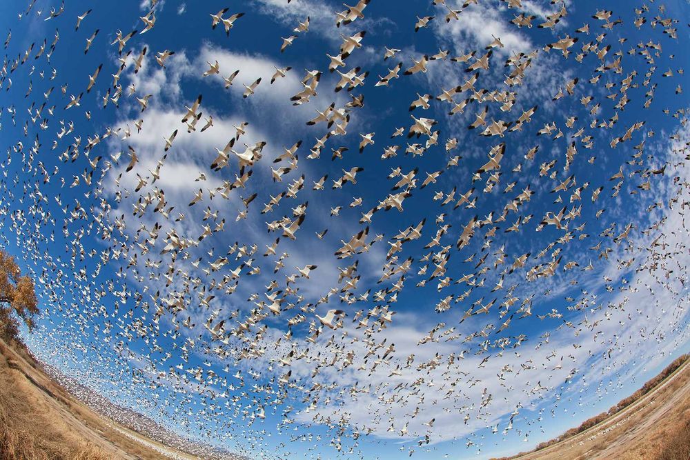 Snow-geese-blast-off-fish-eye-view-23100123-Bosque-del-Apache-NWR,-San-Antonio,-NM.jpg