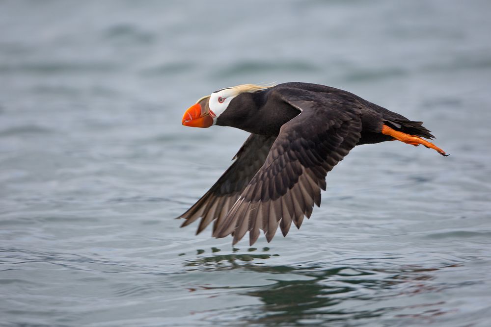 Tufted Puffin flying above the water_W7C8808-Hallo Bay, Katmai NP, AK.jpg