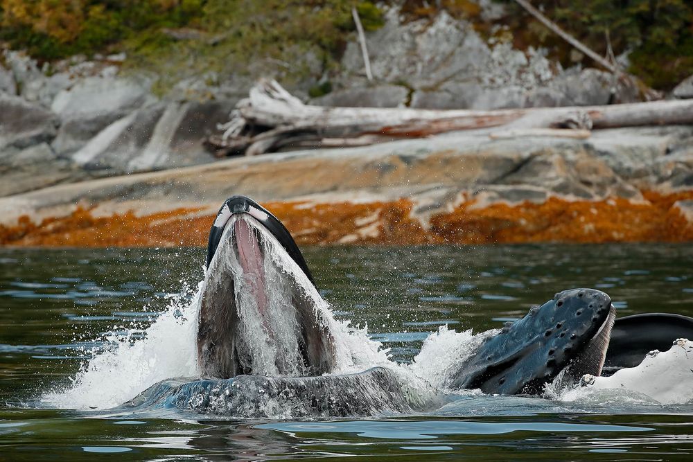 Humpback-whales-bubble-feeding_E7T6536-Gribbell-Island,-British-Columbia,-Canada,.jpg