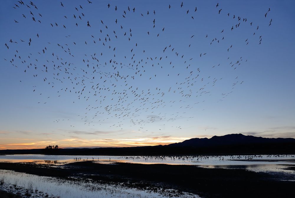 Snow-geese-landing-at-sunset_S6A8388-Bosque-del-Apache-NWR,-San-Antonio,-NM,-USA.jpg