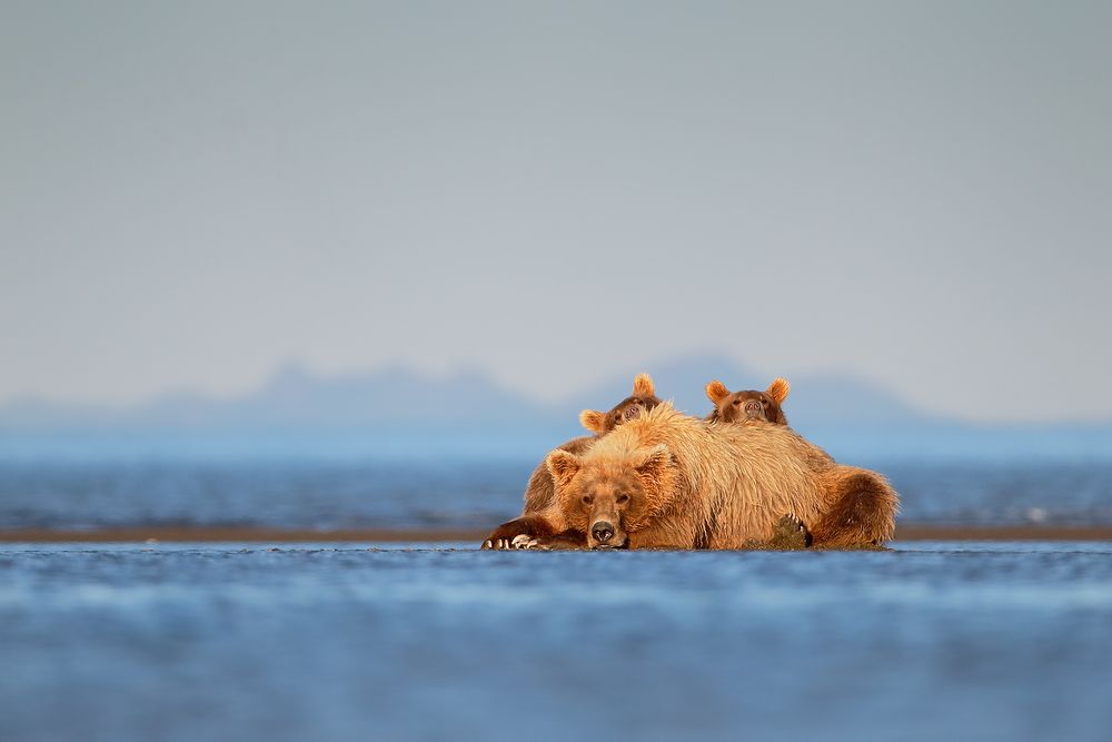 Coastal-brown-bear-with-cubs-ears-sticking-out_B8R0808-Hallo-Bay,-Katmai-National-Park-&-Preserve,-AK,-USA.jpg