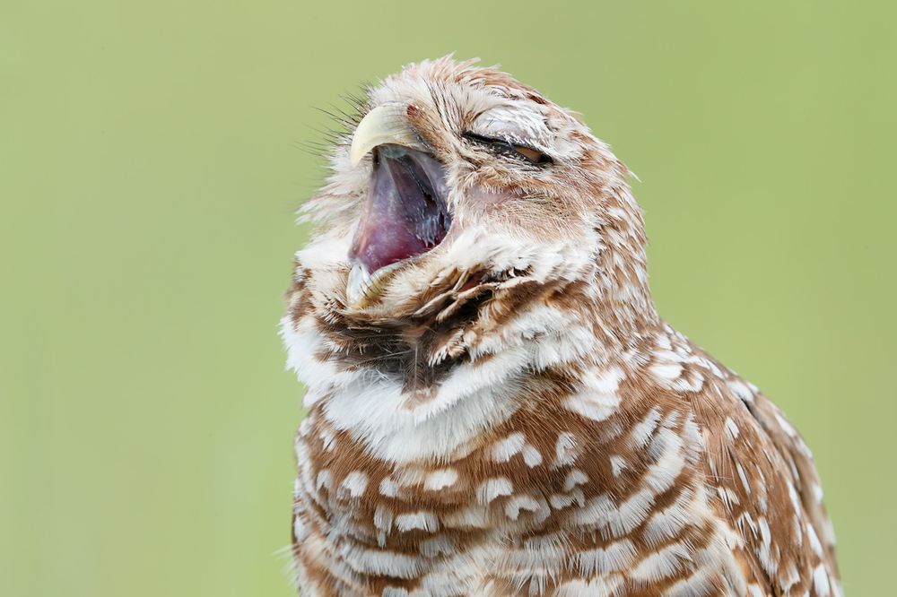 Burrowing owl yawning_A3I9133- Boca Raton Airport, FL, USA.jpg