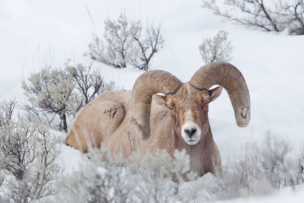 Bighorn-sheep-bull-laying-in-the-snow_B8R7076-Yellowstone-National-Park,-WY,-USA.jpg