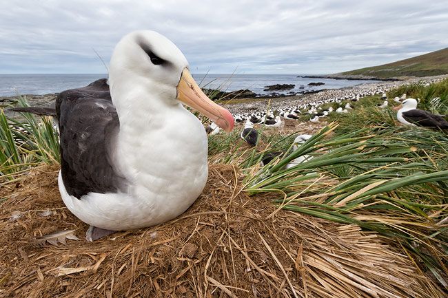 Black-browed-Albatross-on-nest-close-up-wide-angle_E7T4692-Steeple-Jason-Falkland-Islands.jpg