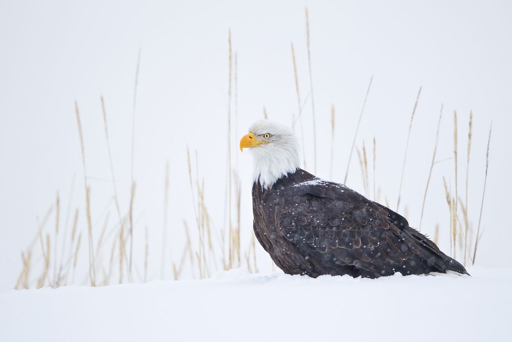 Bald-eagle-in-the-snow-with-grasses-in-bkgd_M7E6380-Kachemak-Bay,-Homer,-AK.jpg